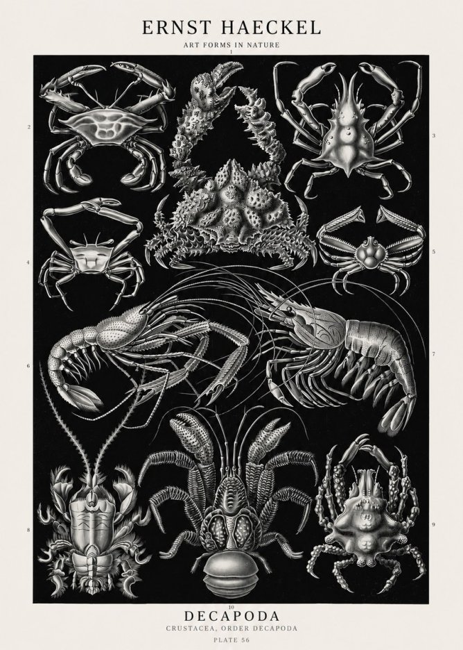 Ernst Haeckel Decapoda Brachyura and Macrura Plate 86 No3 - Poster
