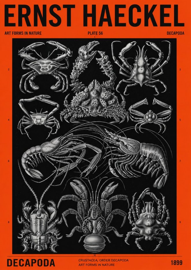 Ernst Haeckel Decapoda Brachyura and Macrura Plate 86 No4 - Poster