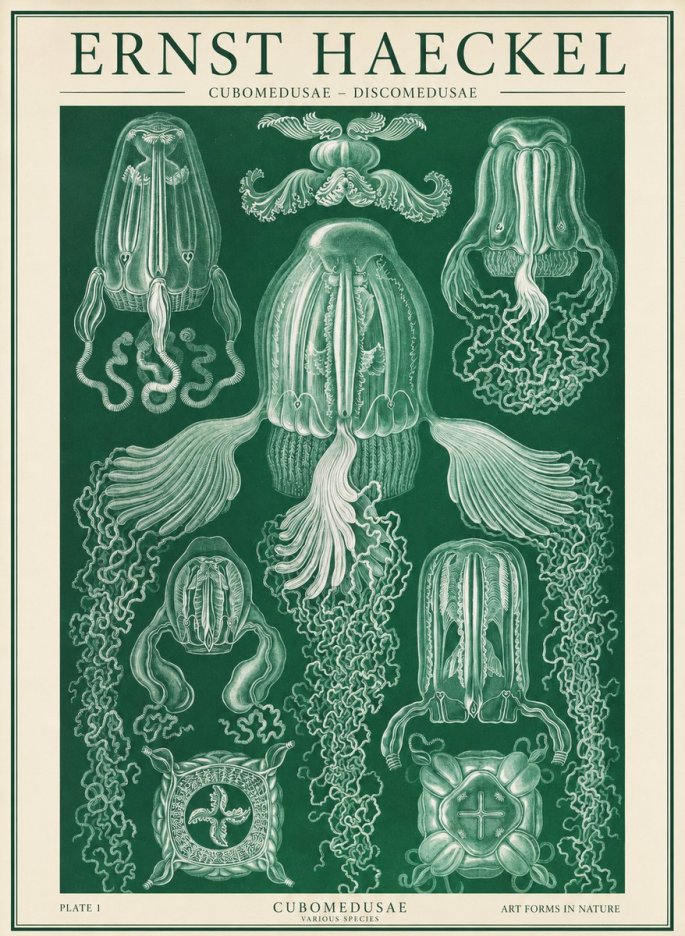 Ernst Haeckel Cubomedusae No2 - Poster