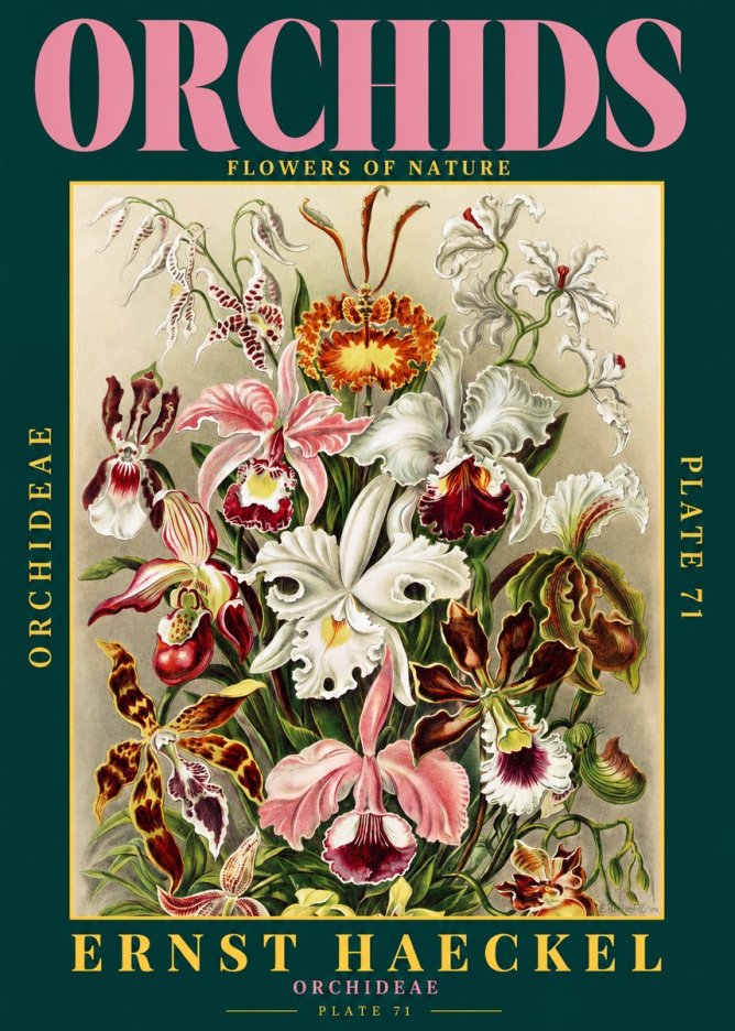 Ernst Haeckel Orchids No2 - Poster