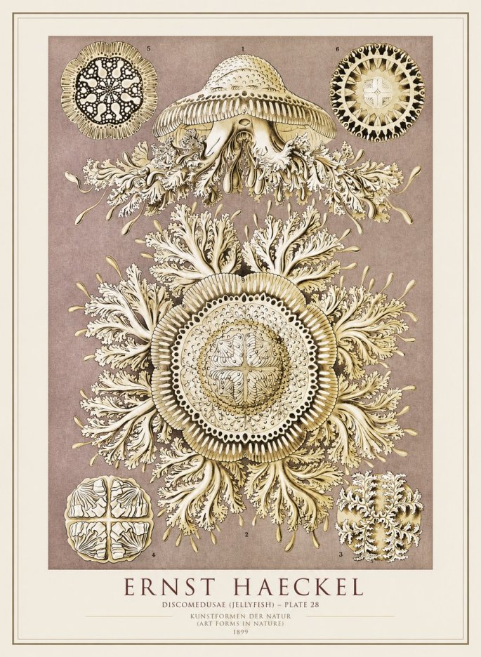 Ernst Haeckel Discomedusae No4 - Poster