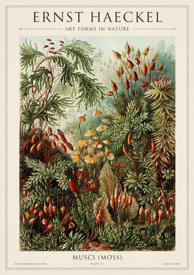 Ernst Haeckel Musci (Moss) No1 - Poster