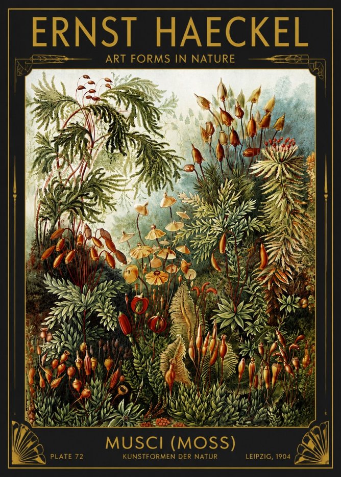 Ernst Haeckel Musci (Moss) No4 - Poster