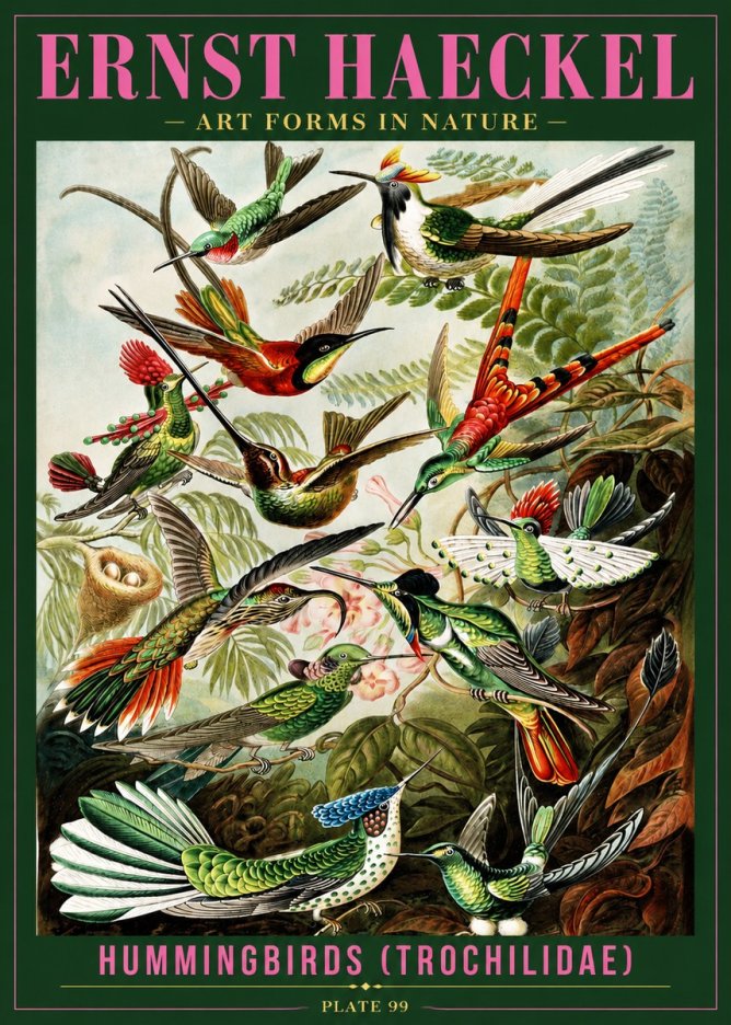 Ernst Haeckel Trochilidae - Hummingbirds No4 - Poster