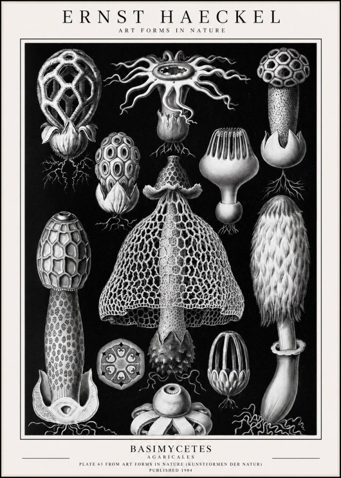 Ernst Haeckel Basimycetes Agaricales No1 - Poster