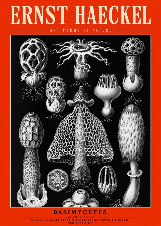 Ernst Haeckel Basimycetes Agaricales No2 - Poster