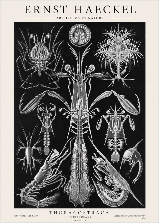 Ernst Haeckel Thoraocostraca - Crustaceans - Plate 76 No1 - Poster