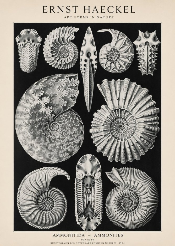 Ernst Haeckel Ammonitida - Ammonites No1 - Poster