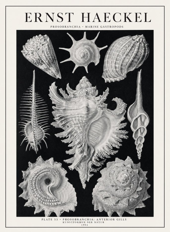 Ernst Haeckel Prosobranchia - Marine Gastropods No1 - Poster