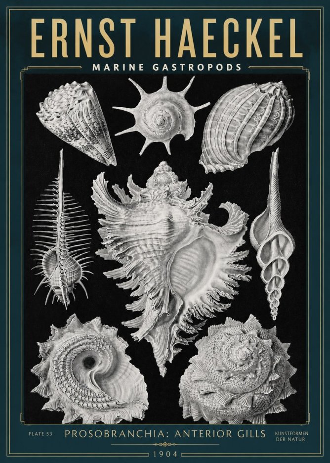 Ernst Haeckel Prosobranchia - Marine Gastropods No3 - Poster