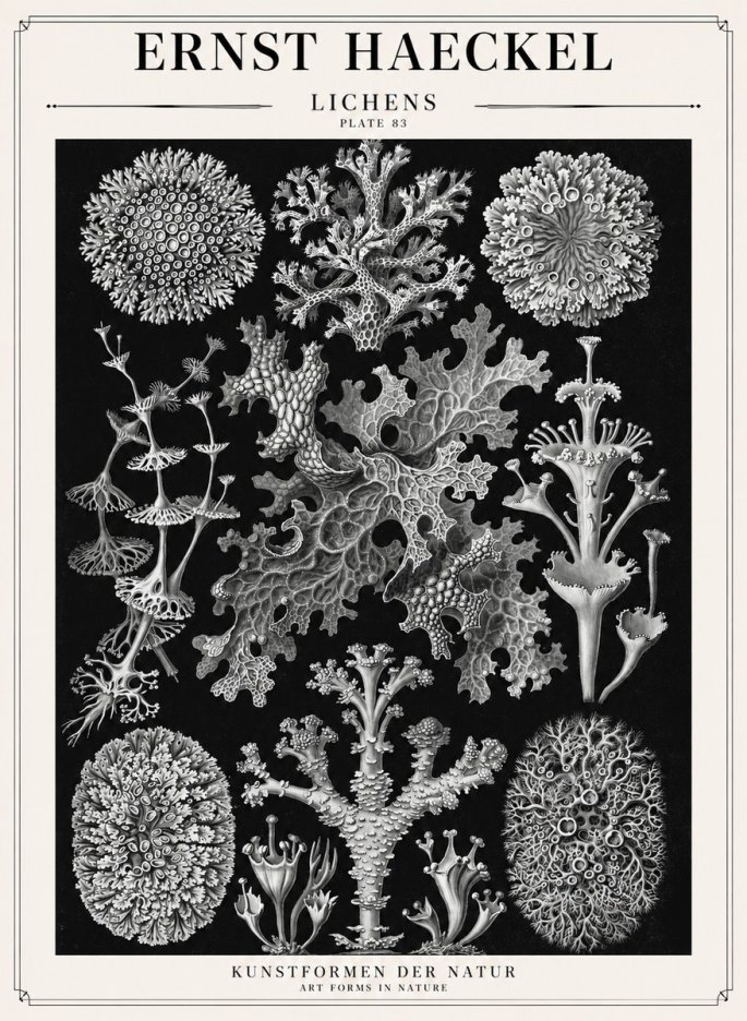 Ernst Haeckel Lichens - Plate 83 No1 - Poster