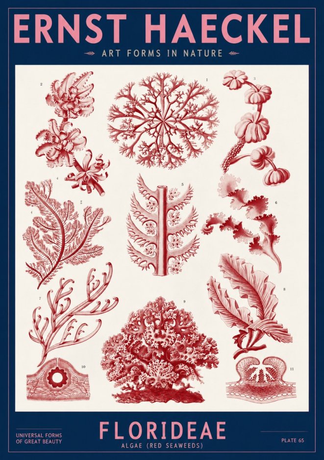 Ernst Haeckel Florideae (Red Seaweeds) No2 - Poster