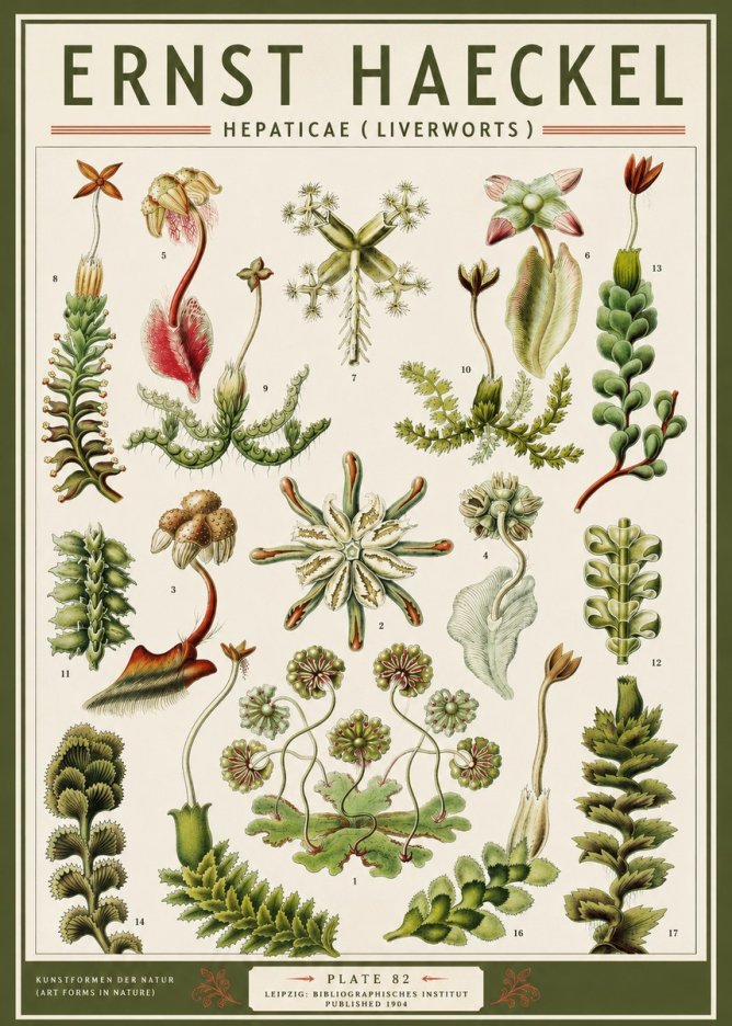 Ernst Haeckel Hepaticae (Liverworts) - Plate 82 No3 - Poster