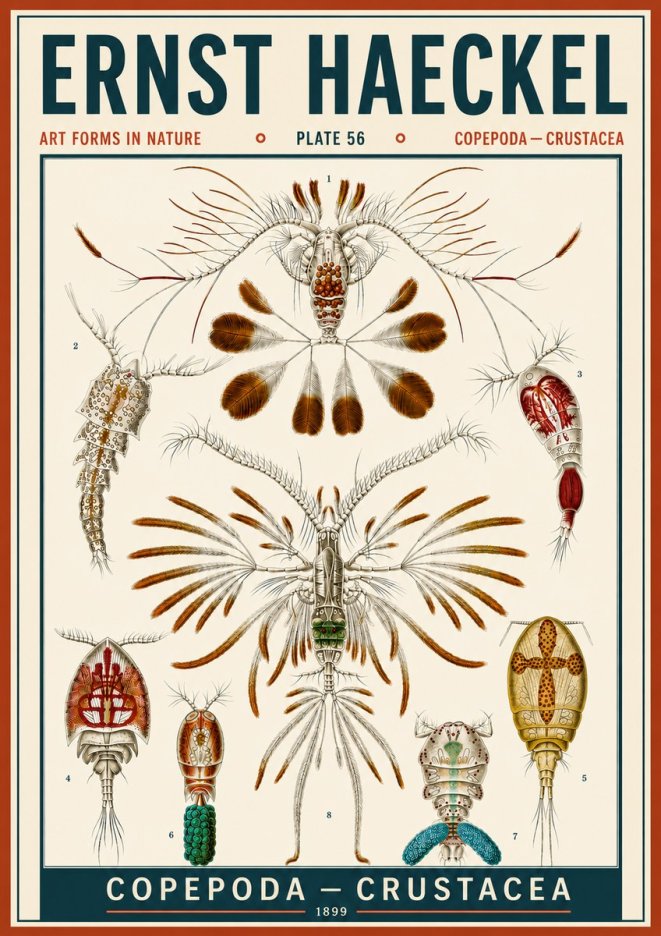 Ernst Haeckel Copepoda — Crustacea Plate 56 No6 - Poster