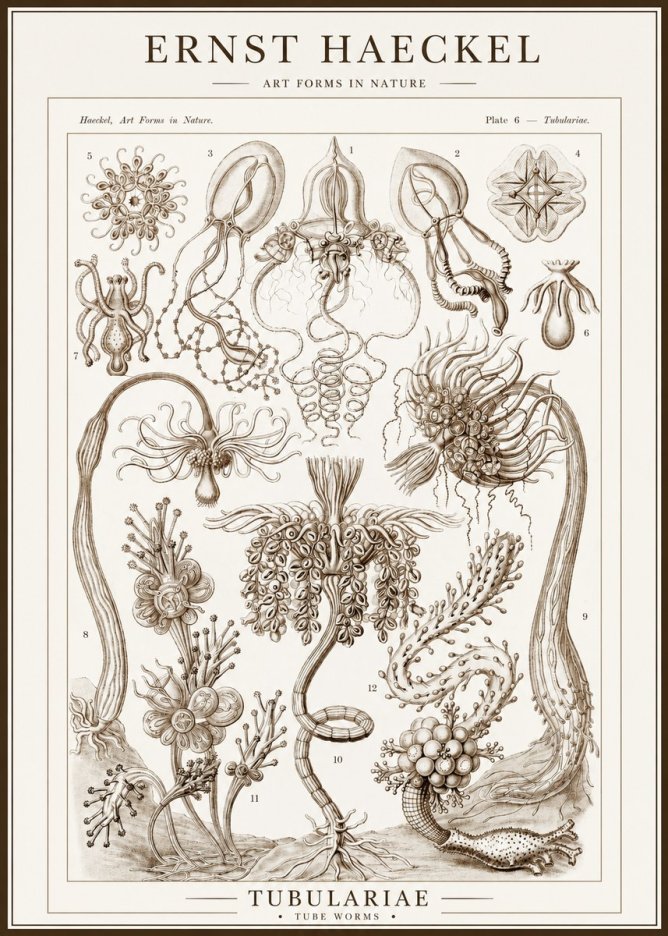 Ernst Haeckel Tubulariae No1 - Poster
