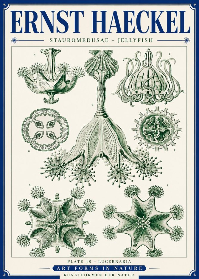 Ernst Haeckel Stauromedusae – Jellyfish No6 - Poster