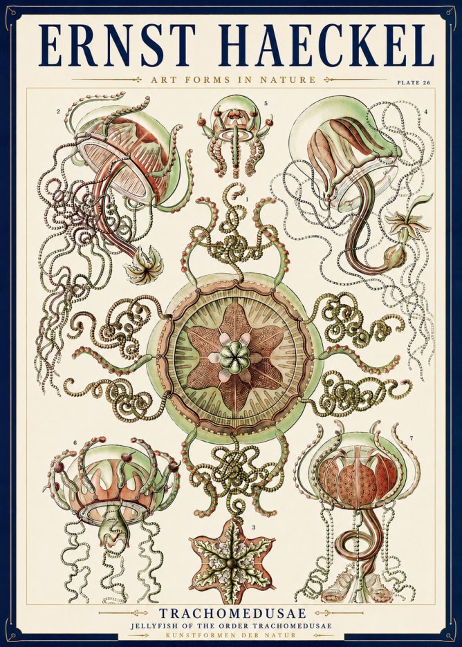 Ernst Haeckel Trachomedusae No3 - Poster