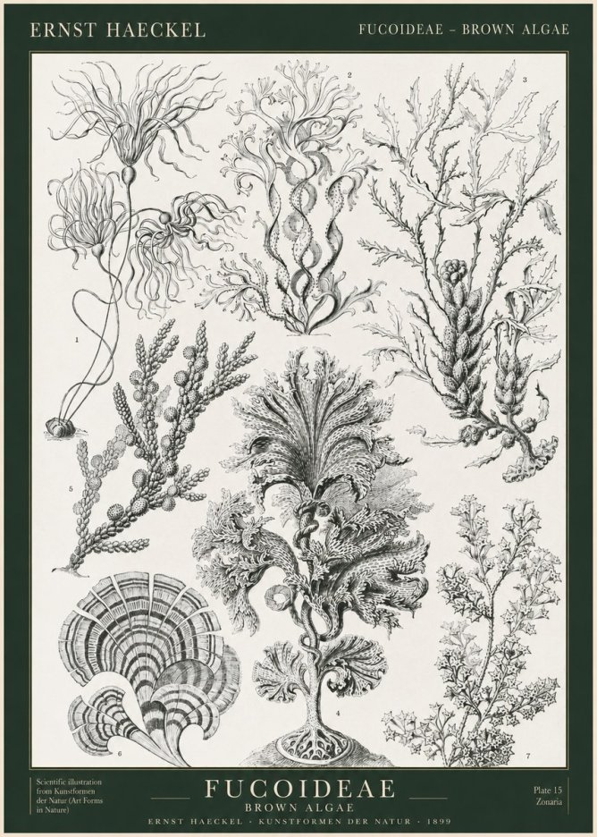 Ernst Haeckel Fucoideae - Brown Algae No1 - Poster