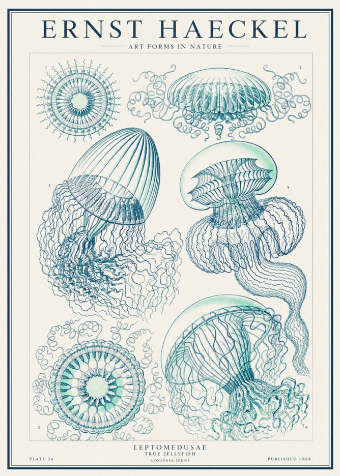 Ernst Haeckel Leptomedusae True Jellyfish No1 - Poster