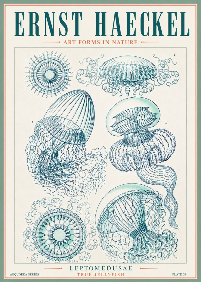 Ernst Haeckel Leptomedusae True Jellyfish No3 - Poster