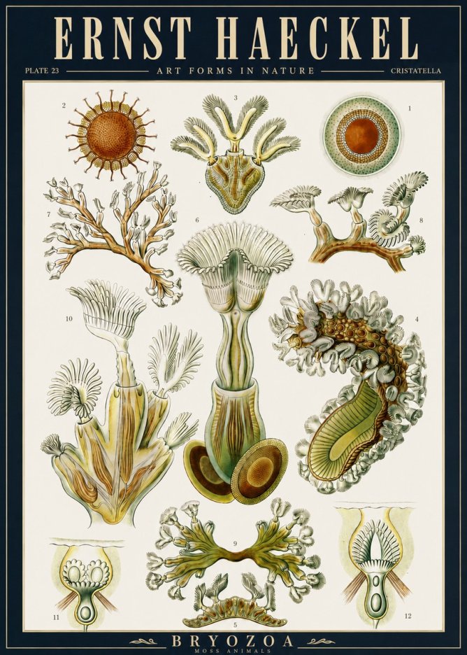 Ernst Haeckel Cristatella No5 - Poster
