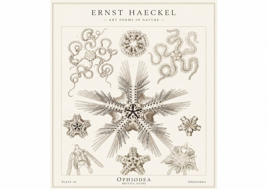 Ernst Haeckel Ophiodea - Brittle Stars I No1 - Poster