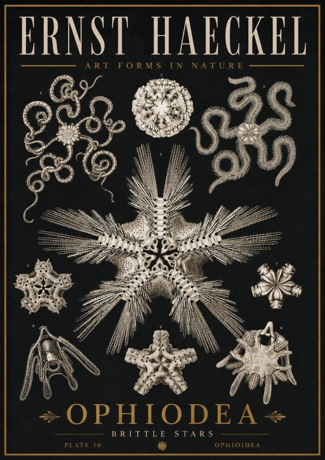 Ernst Haeckel Ophiodea - Brittle Stars I No5 - Poster