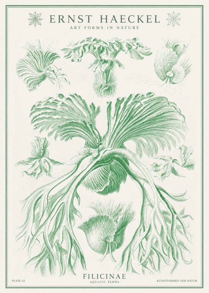 Ernst Haeckel Filicinae No1 - Poster