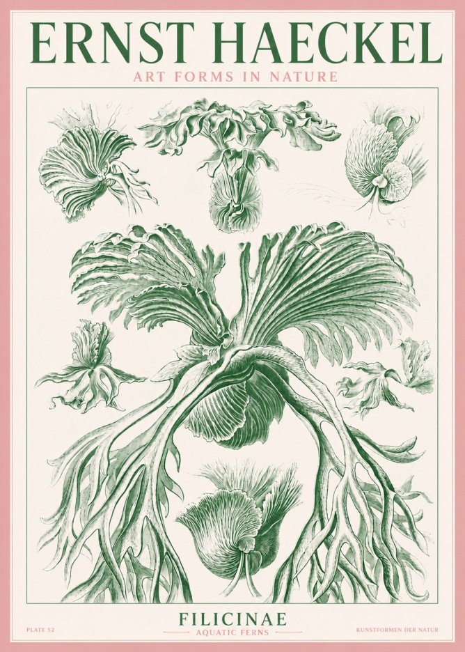 Ernst Haeckel Filicinae No3 - Poster