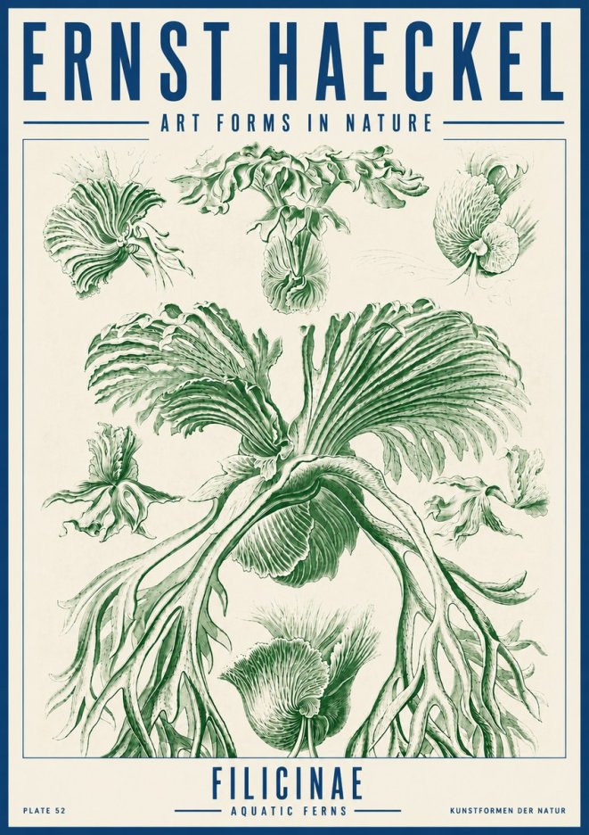 Ernst Haeckel Filicinae No5 - Poster