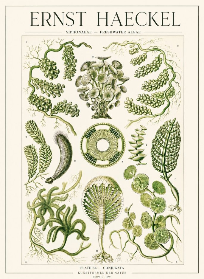 Ernst Haeckel Siphonaceae - Freshwater Algae No1 - Poster
