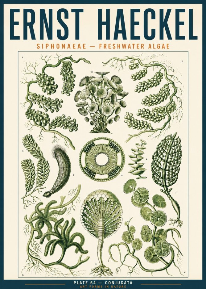 Ernst Haeckel Siphonaceae - Freshwater Algae No3 - Poster