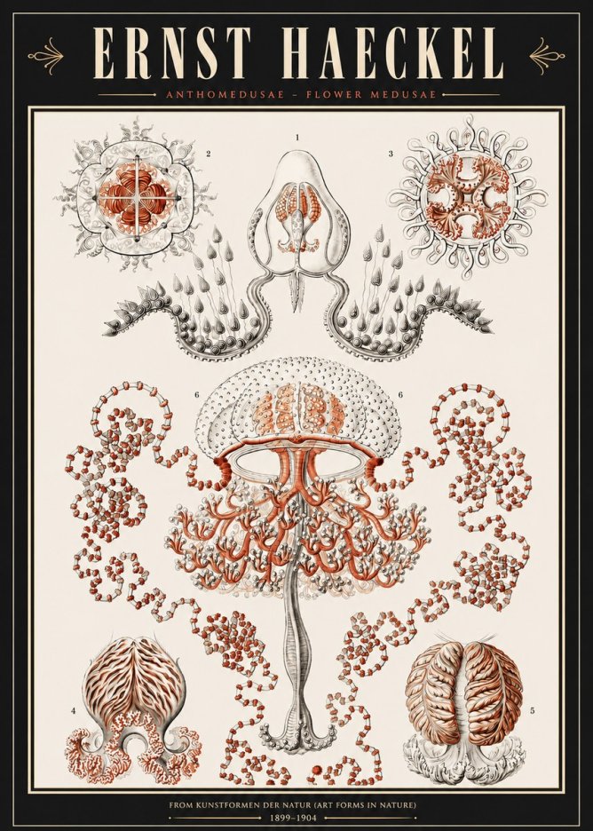 Ernst Haeckel Anthomedusae. Flower Medusae. No3 - Poster