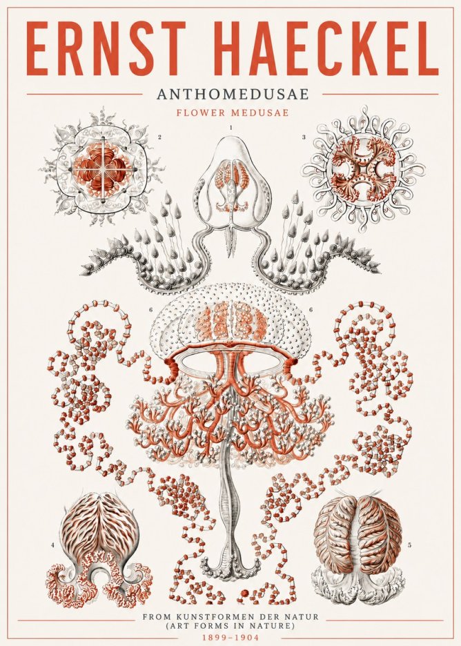 Ernst Haeckel Anthomedusae. Flower Medusae. No5 - Poster