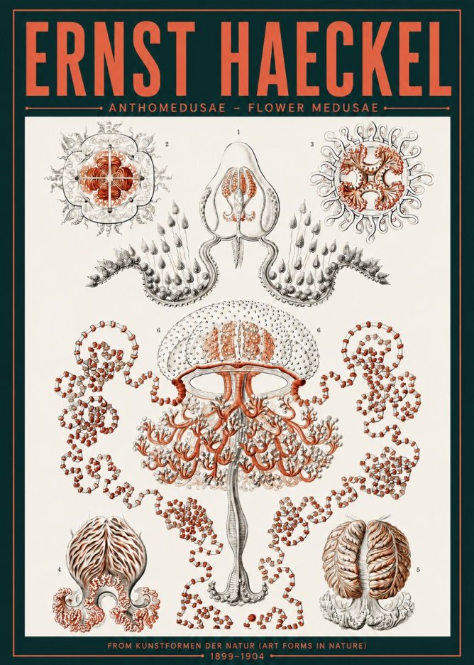 Ernst Haeckel Anthomedusae. Flower Medusae. No6 - Poster