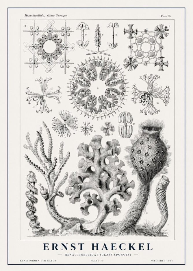 Ernst Haeckel Hexactinellida. Glass Sponges. No1 - Poster
