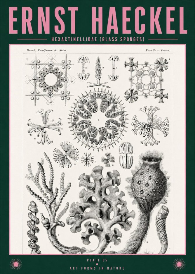Ernst Haeckel Hexactinellida. Glass Sponges. No2 - Poster