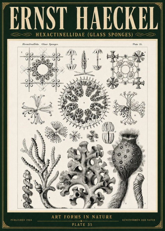 Ernst Haeckel Hexactinellida. Glass Sponges. No5 - Poster