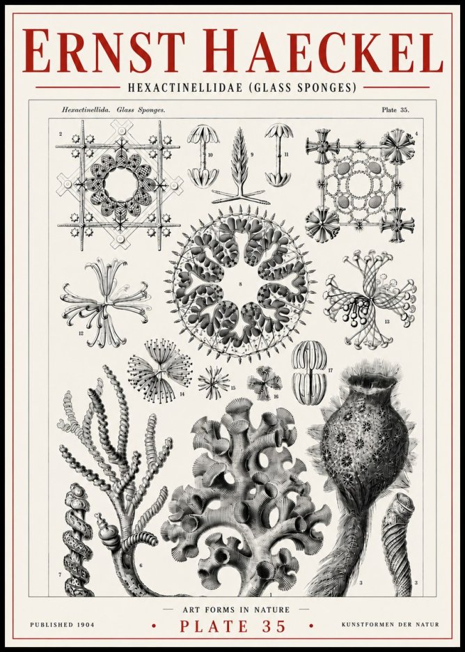 Ernst Haeckel Hexactinellida. Glass Sponges. No6 - Poster