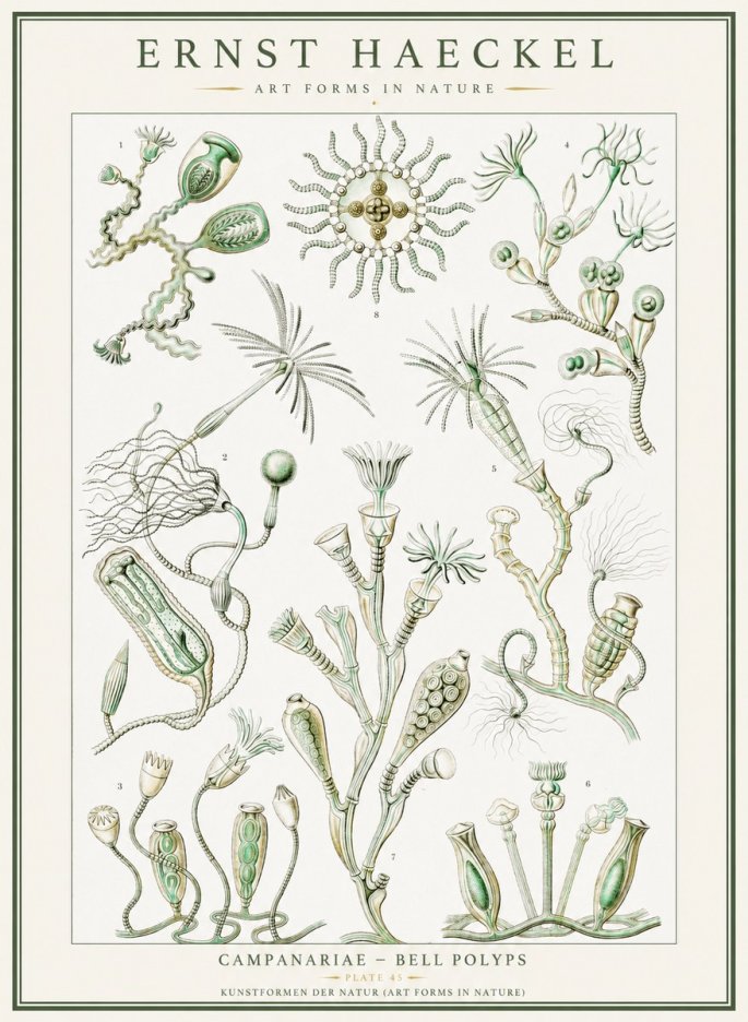 Ernst Haeckel Campanariae – Bell Polyps No1 - Poster
