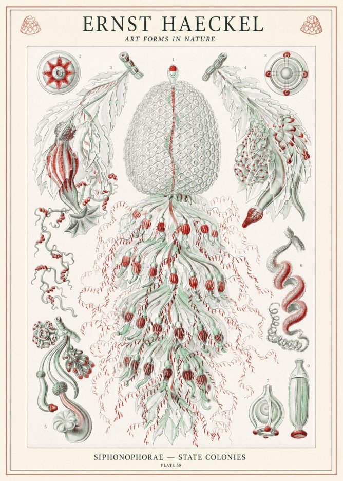 Ernst Haeckel Siphonophorae - State Colonies No1 - Poster