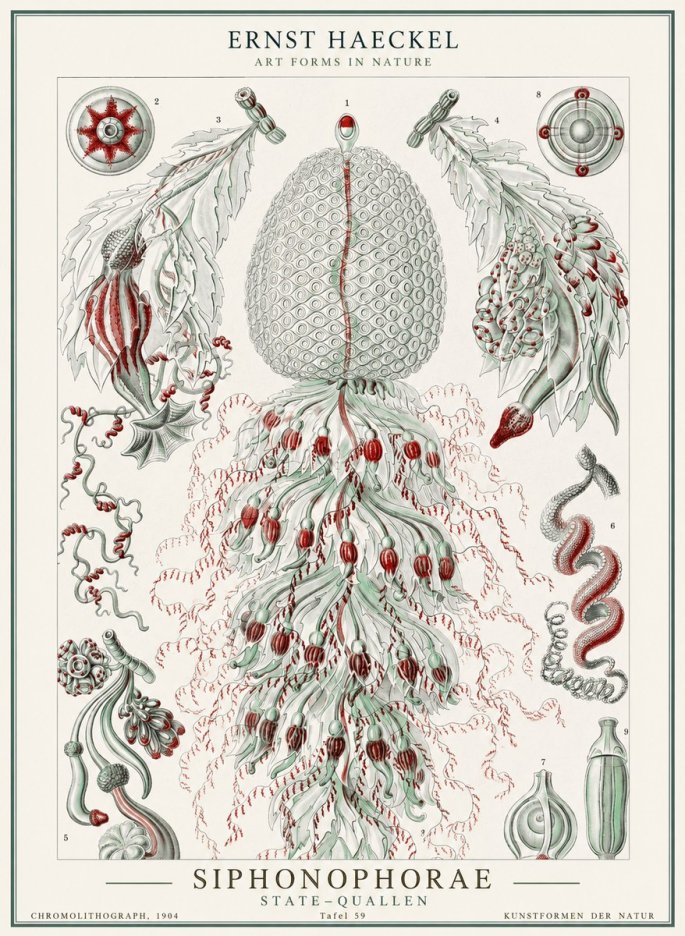 Ernst Haeckel Siphonophorae - State Colonies No2 - Poster