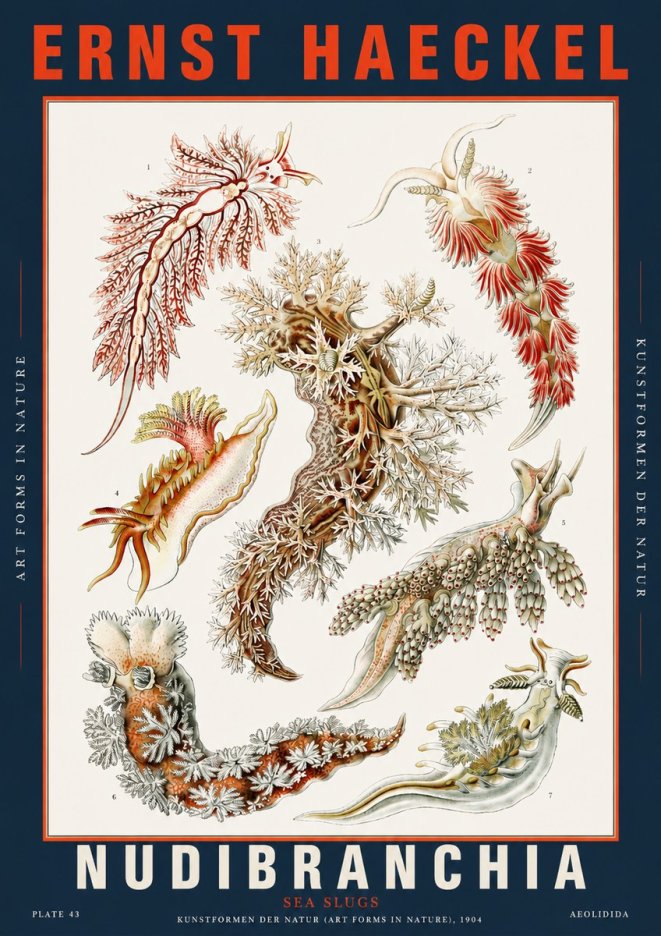 Ernst Haeckel Nudibranchia – Sea Slugs No5 - Poster