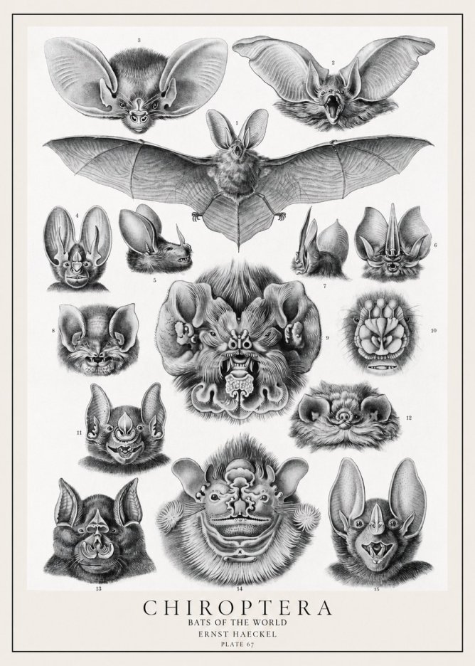 Ernst Haeckel Chiroptera Bats No2 - Poster