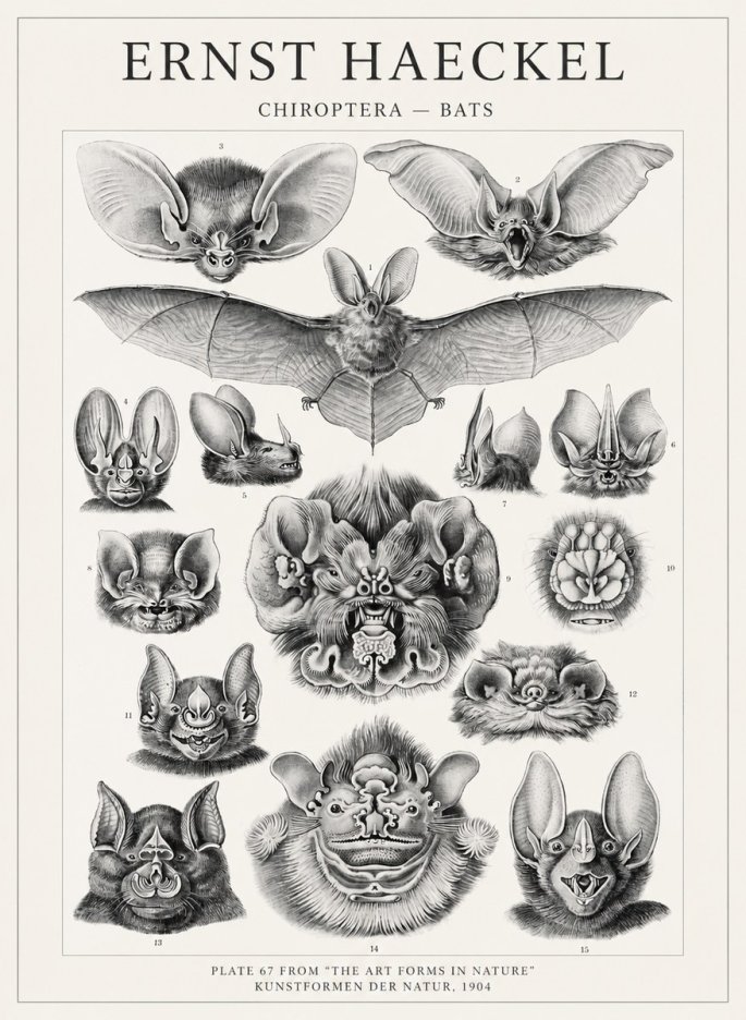 Ernst Haeckel Chiroptera Bats No4 - Poster