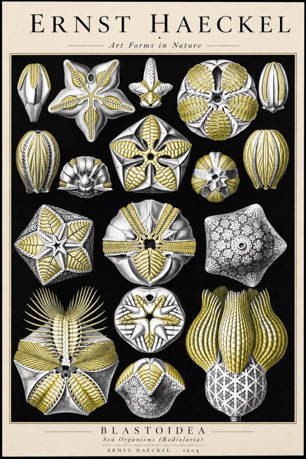Ernst Haeckel Blastoidea Sea Buds (Snowflakes) No3 - Poster