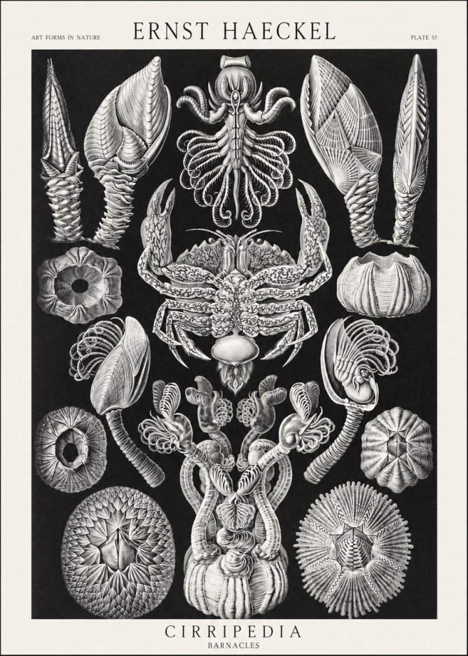 Ernst Haeckel Cirripedia Barnacles No3 - Poster