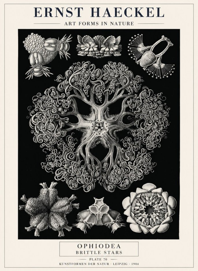 Ernst Haeckel Ophiodea - Brittle Stars II No4 - Poster