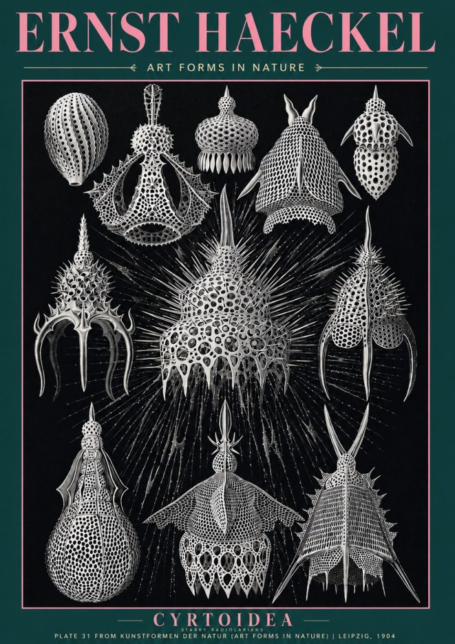Ernst Haeckel Cyrtoidea - Starry Radiolarians No3 - Poster