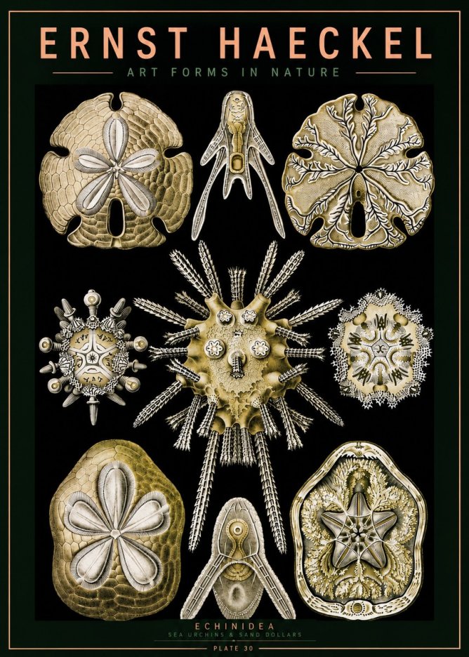 Ernst Haeckel Echinidea — Sea Urchins No5 - Poster